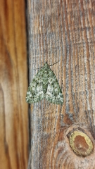 Chloroclysta siterata