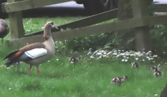 Alopochen aegyptiaca