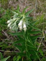 Lithospermum bejariense