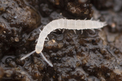 Scolopendrellidae