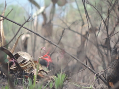 Sprekelia