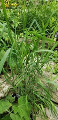 Elymus svensonii