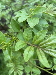 Zanthoxylum simulans