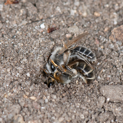 Andrena barbilabris