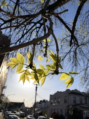 Fraxinus