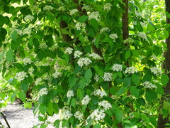 Cornus hemsleyi