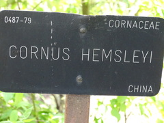 Cornus hemsleyi