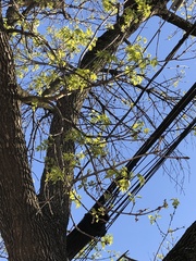 Fraxinus
