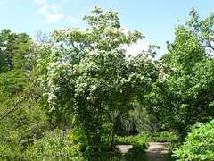 Cornus hemsleyi