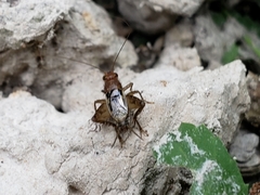 Neonemobius mormonius