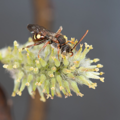Nomada