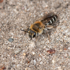 Andrena barbilabris