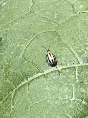 Acalymma trivittatum