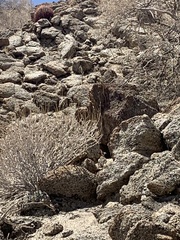 Crotaphytus vestigium