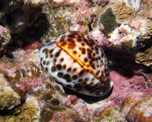 Cypraeinae