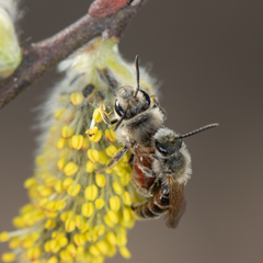 Andrena mariae