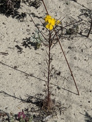 Erysimum teretifolium