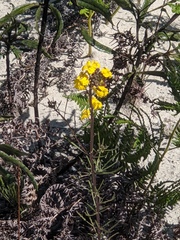Erysimum teretifolium