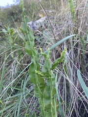 Baccharis jocheniana