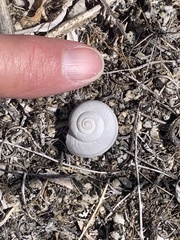 Cahuillus indioensis