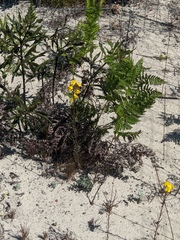 Erysimum teretifolium