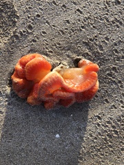 Sycozoa cerebriformis