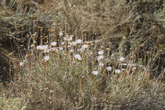 Xylorhiza