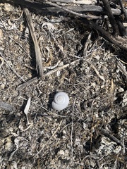 Cahuillus indioensis