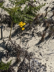 Erysimum teretifolium