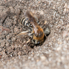 Andrena barbilabris