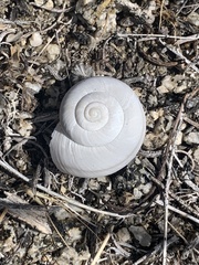 Cahuillus indioensis