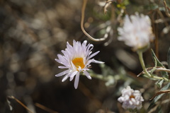 Xylorhiza