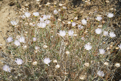 Xylorhiza