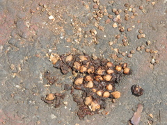 Bassariscus