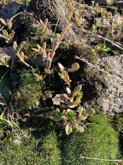 Portulaca cryptopetala