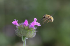 Bombylius fulvescens