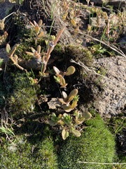 Portulaca cryptopetala