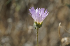 Xylorhiza