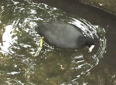 Fulica atra
