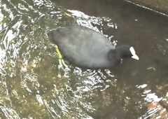 Fulica atra