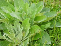 Verbascum rotundifolium