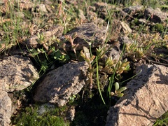 Portulaca cryptopetala