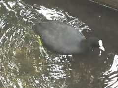 Fulica atra