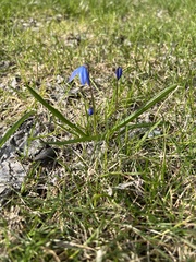 Scilla siberica
