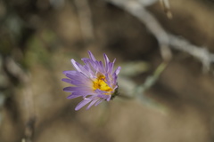 Xylorhiza