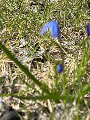 Scilla siberica