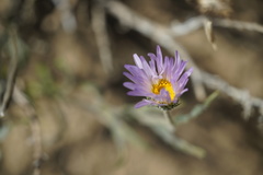 Xylorhiza