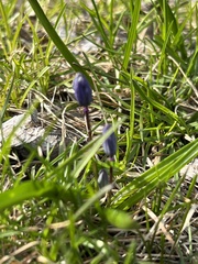 Scilla siberica