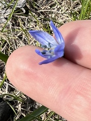 Scilla siberica
