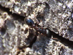 Leptothorax